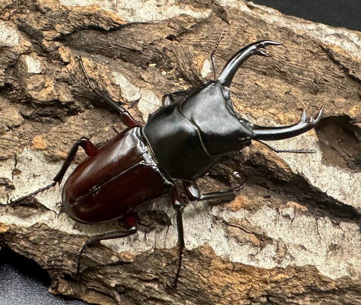 《ハイチュヌスコクワ 貴州省産 49mm ペア》