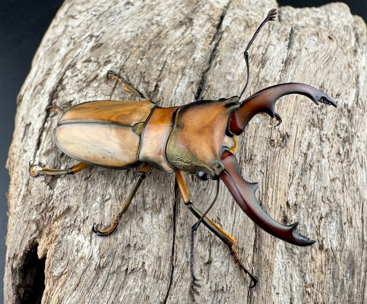 【WF3】《アラガールホソアカクワガタ 49.5mm ♂単》