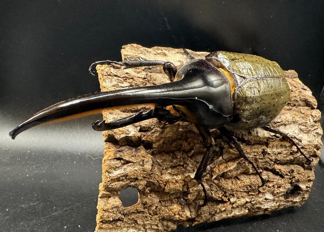 《ヘラクレス・ヘラクレス 153mm ペア》