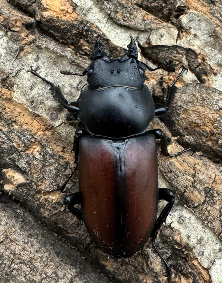 【WD】《マクレイコクワ チベット産 41mm ♀単》