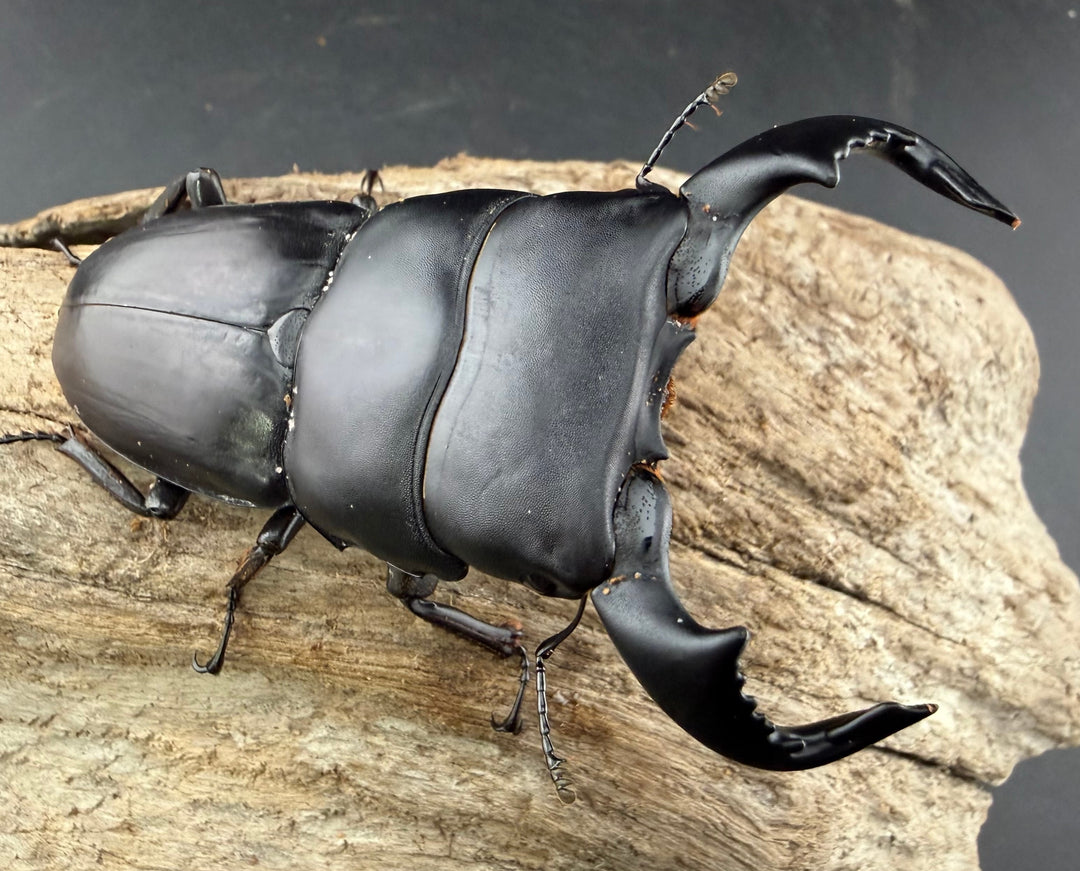 【WD】《ダイオウヒラタ 東ジャワ産 80.5mm ペア》