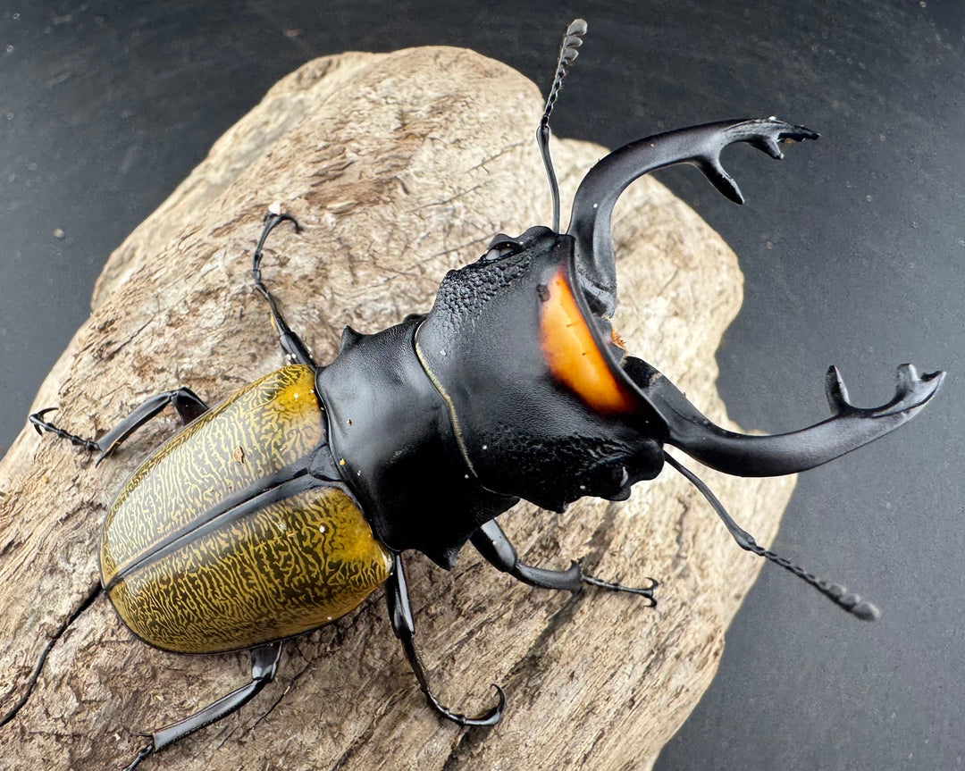 【WD】《スペクタビリスツヤクワガタ 73.5mm ペア》