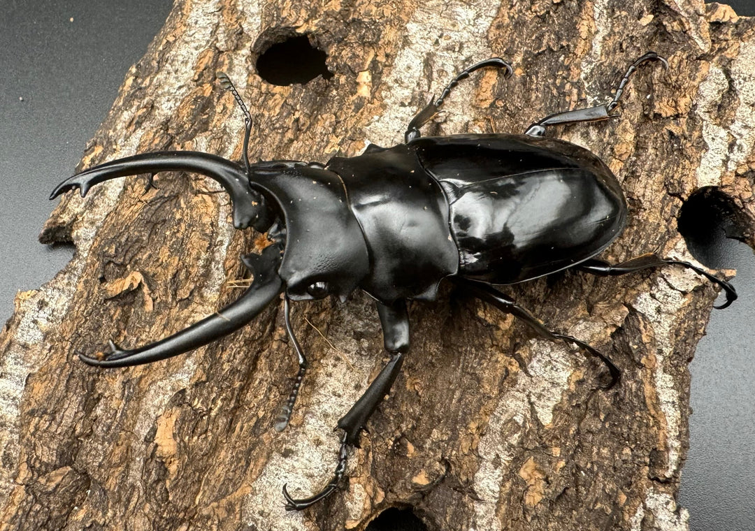 【WD】《ダールマンツヤクワガタ亜種celebensis 83mm ペア》