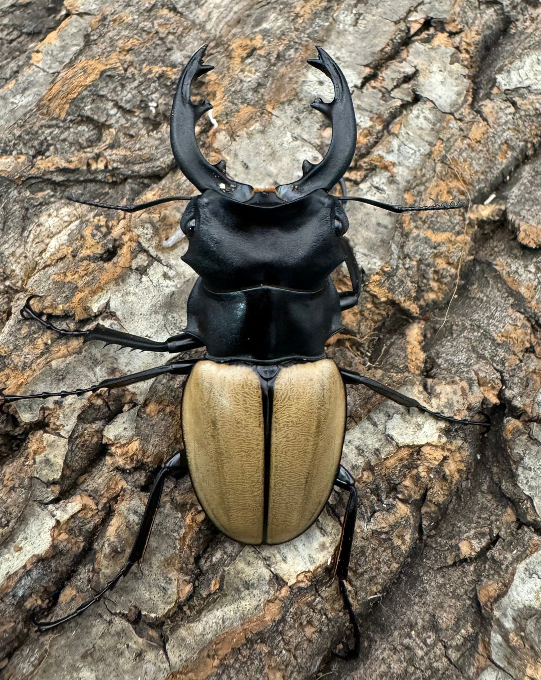 【WD】《モウホツヤクワガタ亜種エレガンス 67mm ペア》