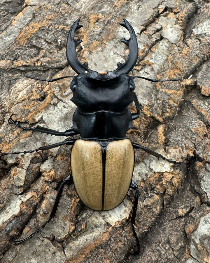 【WD】《モウホツヤクワガタ亜種エレガンス 67mm ペア》