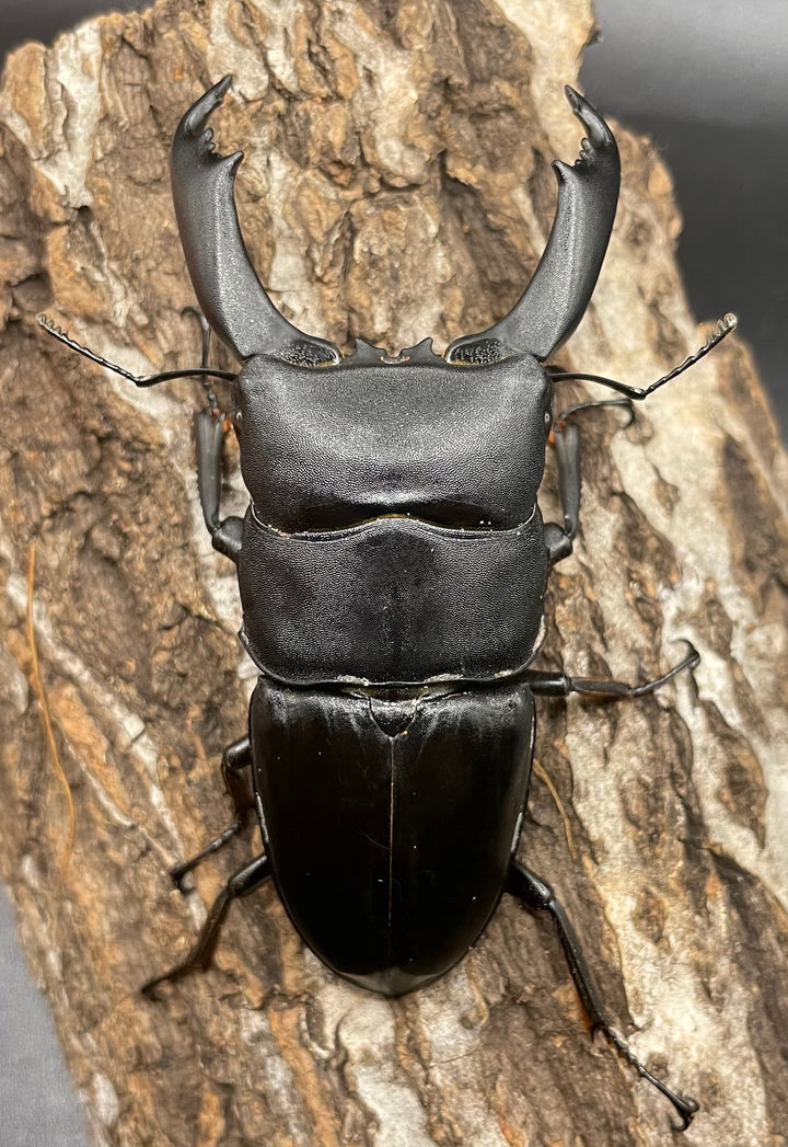 【WD】大型《ネバービスカヤヒラタ（カヤパヒラタ） 85mm ペア》