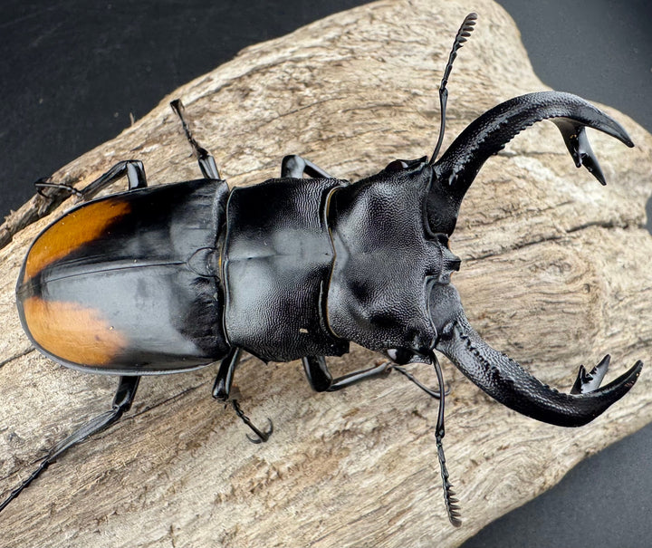 【WD】《セアカフタマタ（パリーフタマタ） 81mm ペア》