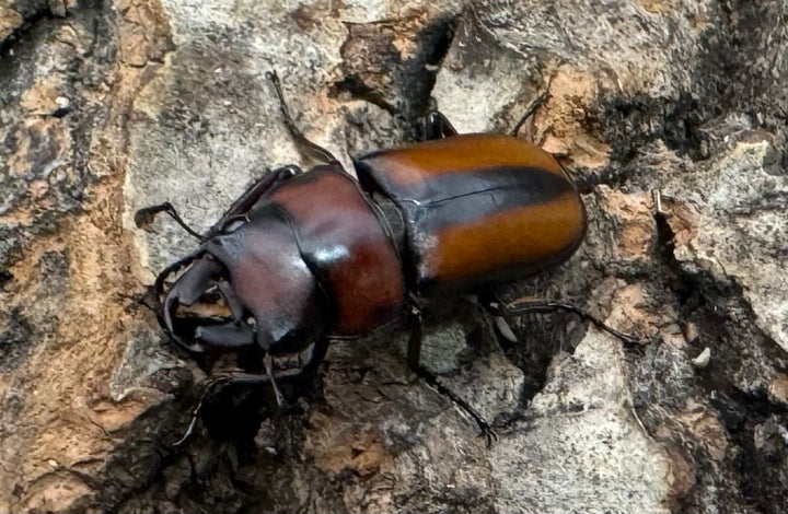 【WD】《エレガントゥルスコクワ原名亜種 18mm ペア》