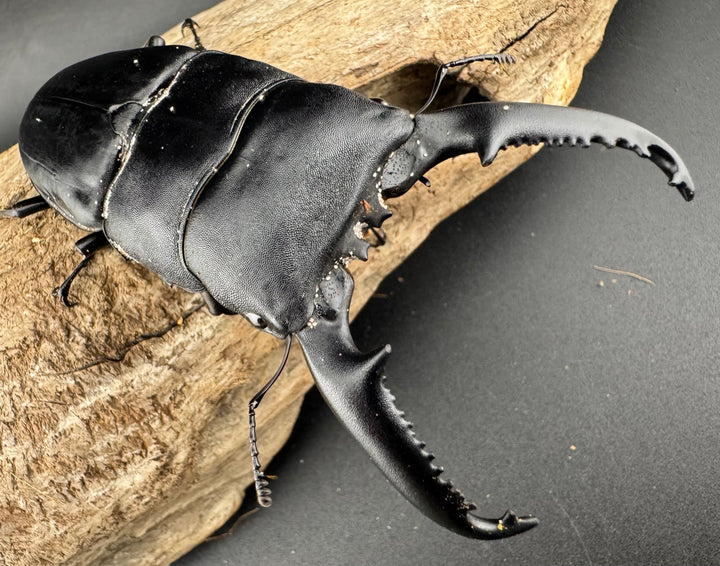 【WD】《パラワンオオヒラタ ガントン産 100.5mm ペア》