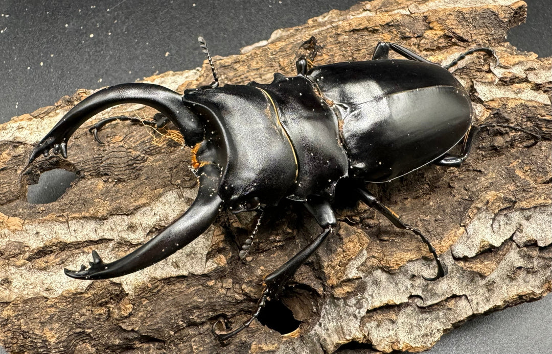 【WD】大型長歯《アルケスツヤクワガタ 89mm ペア》