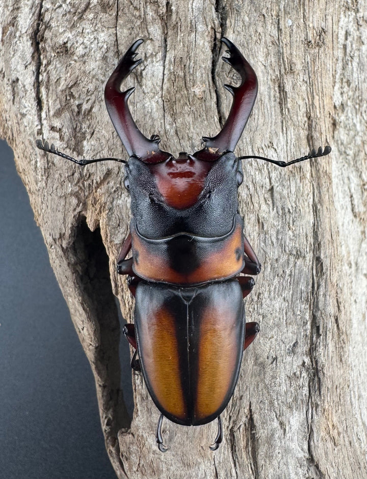 《ミラビリスノコギリクワガタ 64.5mm ♂単》