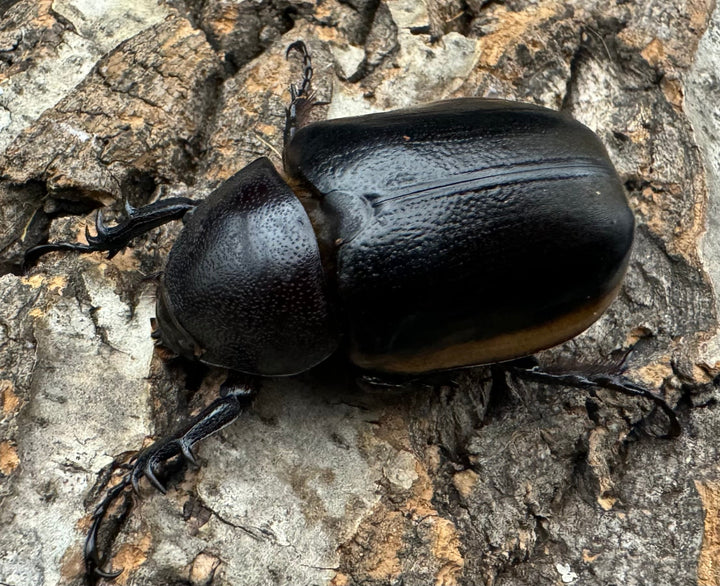 《ハードウィッケイゴホンツノカブト 44mm ♀単》