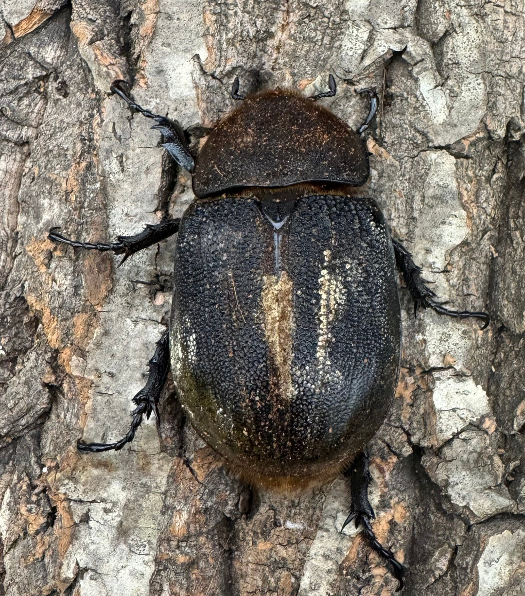 《ヘラクレス亜種オキシデンタリス 135mm ペア》