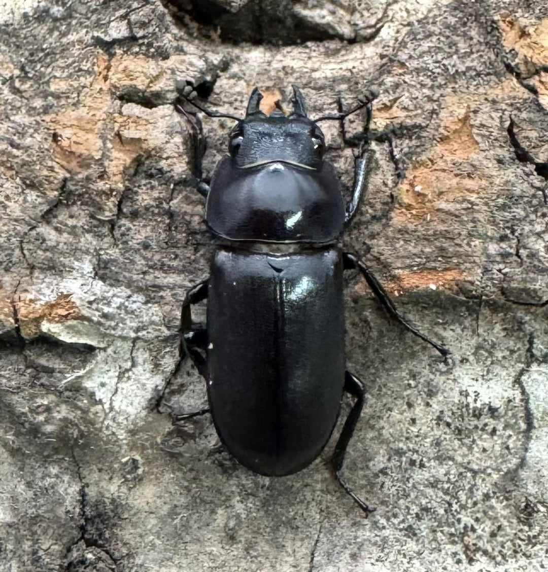 【WD】《テヌエコスタトゥスコクワ亜種pieli 27mm ♂♀♀トリオ》