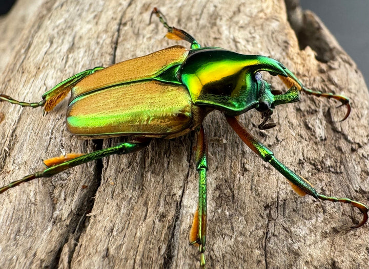 【WD】《モーニッケヒメカブトハナムグリ カシブ産 Free ペア》①