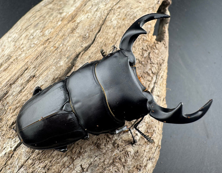 【WD】《ジャワパリーオオクワ 63mm ペア》