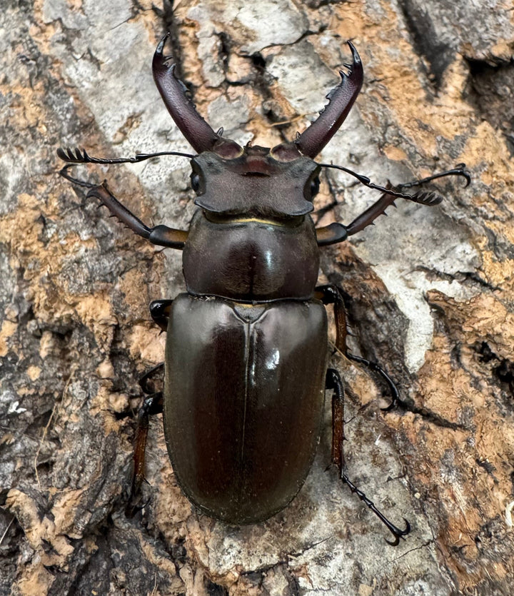 【WF1】《ゲアンミヤマ 44mm ペア》