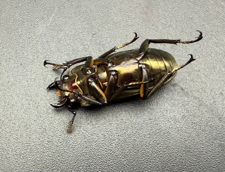 《メタリフェルホソアカ亜種サンギレンシス 24mm ♀単》