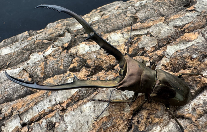 【WD】《メタリフェルホソアカ亜種finae 84.5mm ペア》