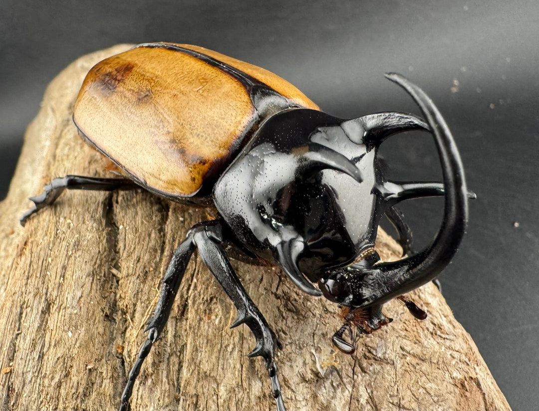 【WD】《ゴホンツノカブト原名亜種 ラオス産 76mm ペア》