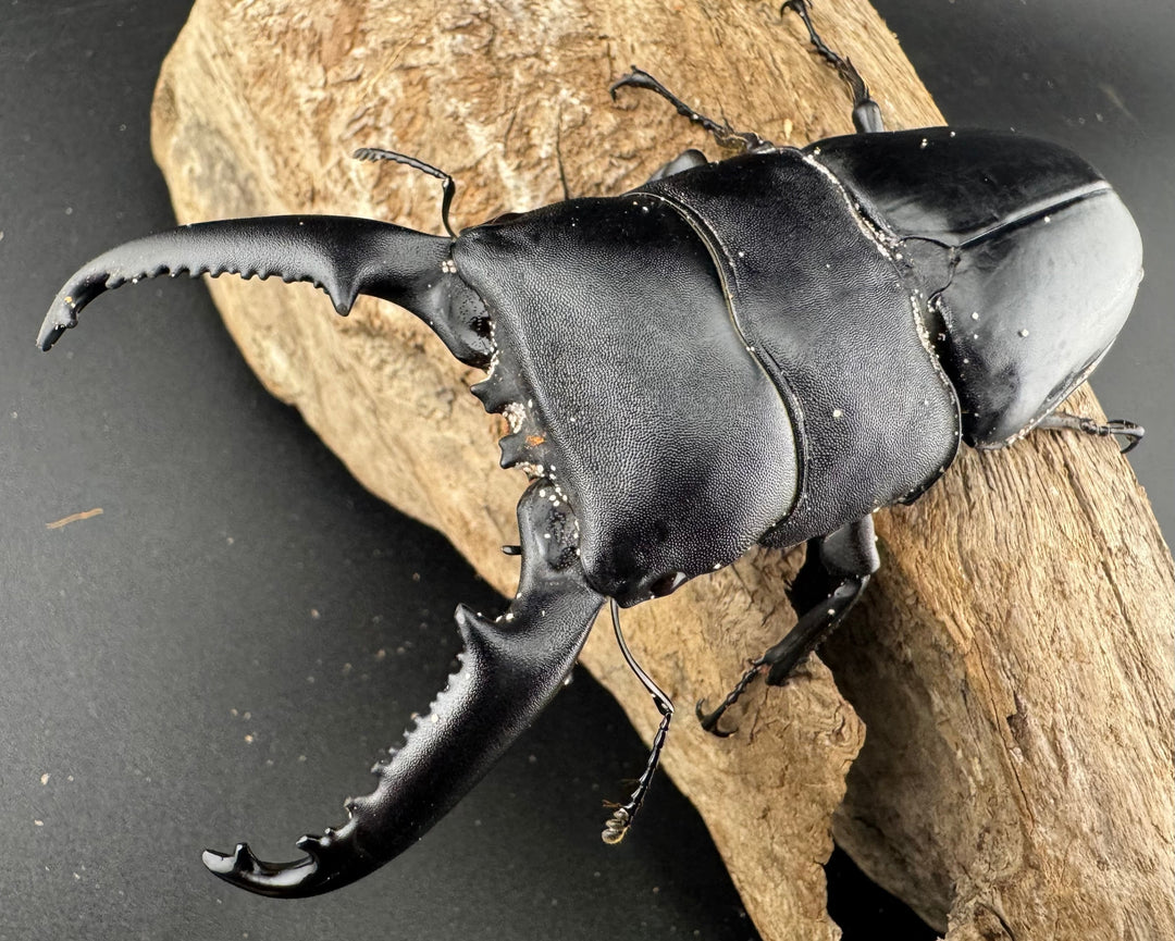 【WD】《パラワンオオヒラタ ガントン産 100.5mm ペア》