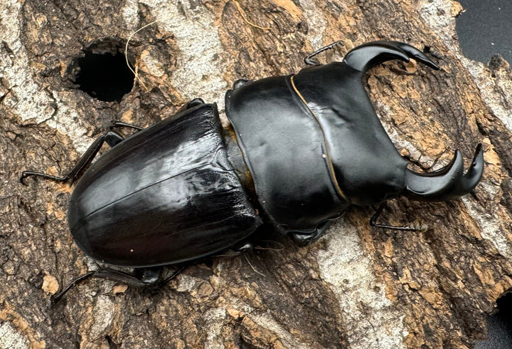 【WD】《ジャワパリーオオクワ 68.5mm ペア》