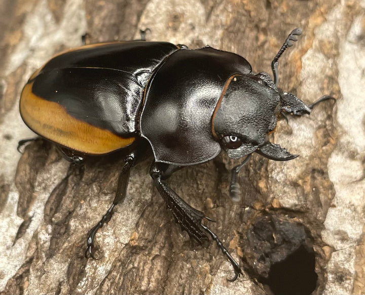 【WD】《クベラツヤクワガタ亜種fallaciosa 64mm ♂♀♀トリオ》