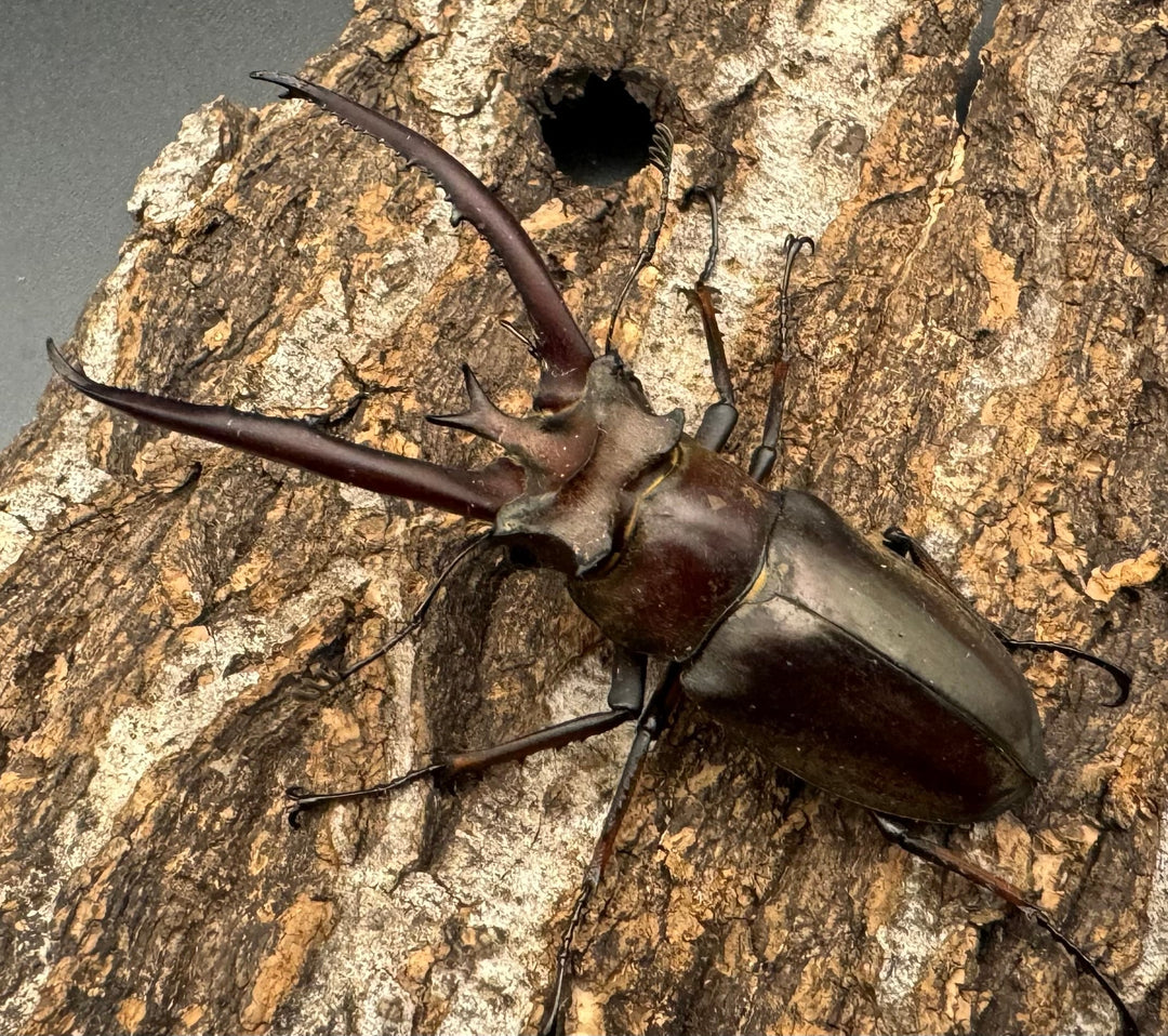 【WD】《プラネットミヤマ 74mm ペア》