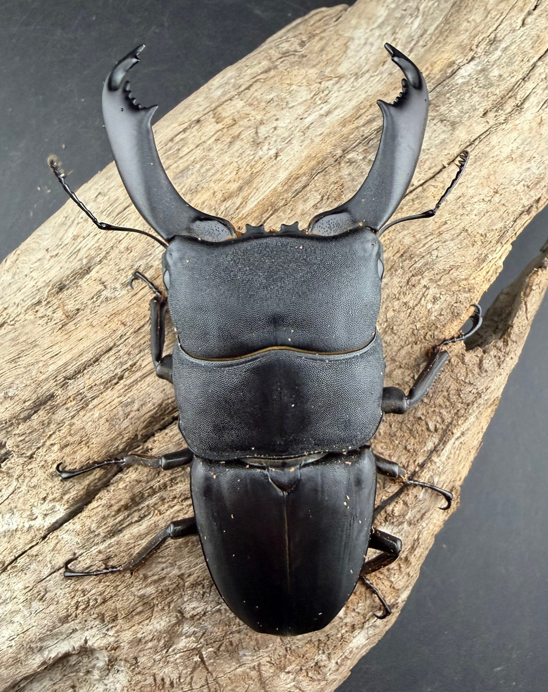 【WD】《西ペレンヒラタ（スラウェシオオヒラタ） 90mm ペア》