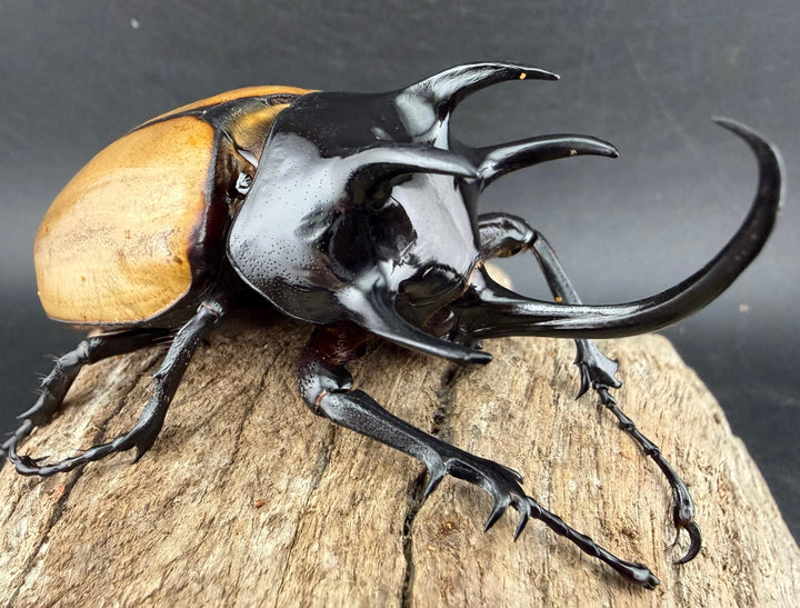 【WD】《ゴホンツノカブト原名亜種 タイ産 83mm ペア》