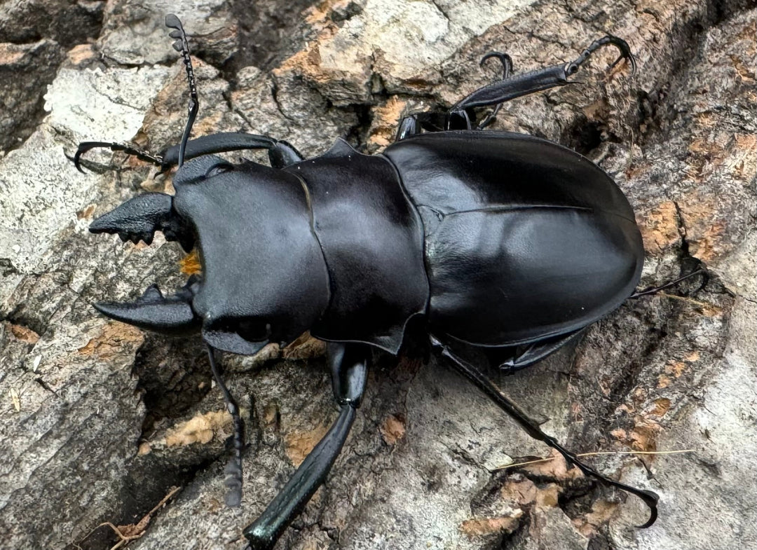 【WD】《カメラツヤクワガタ 42mm ペア》