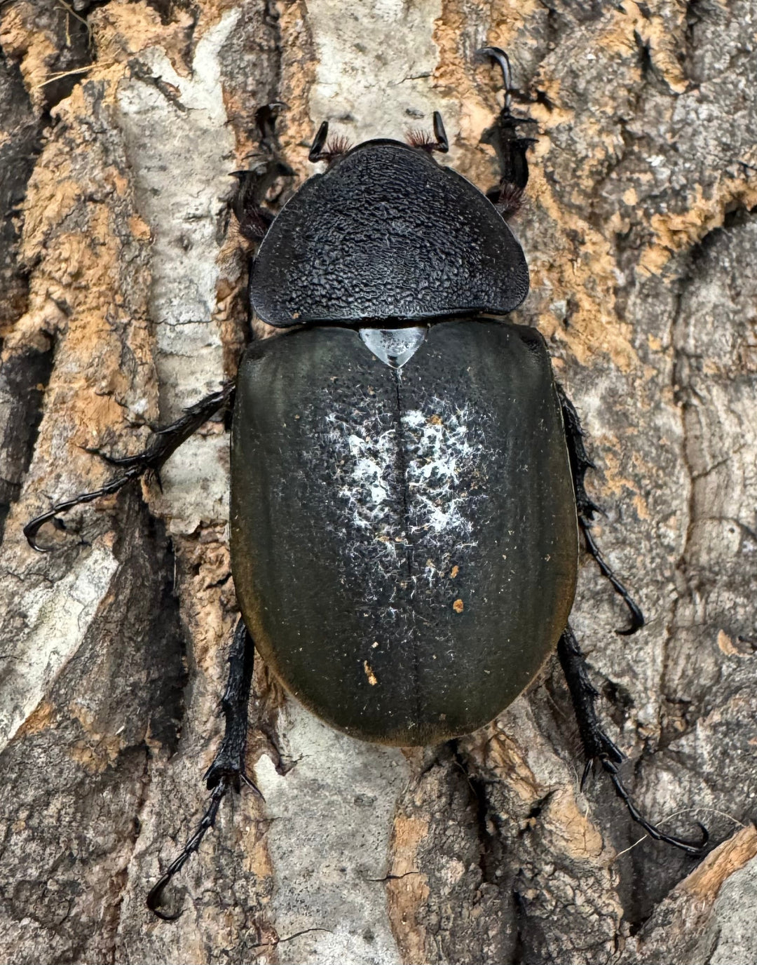 【WD】《アトラスオオカブト原名亜種 90mm ペア》