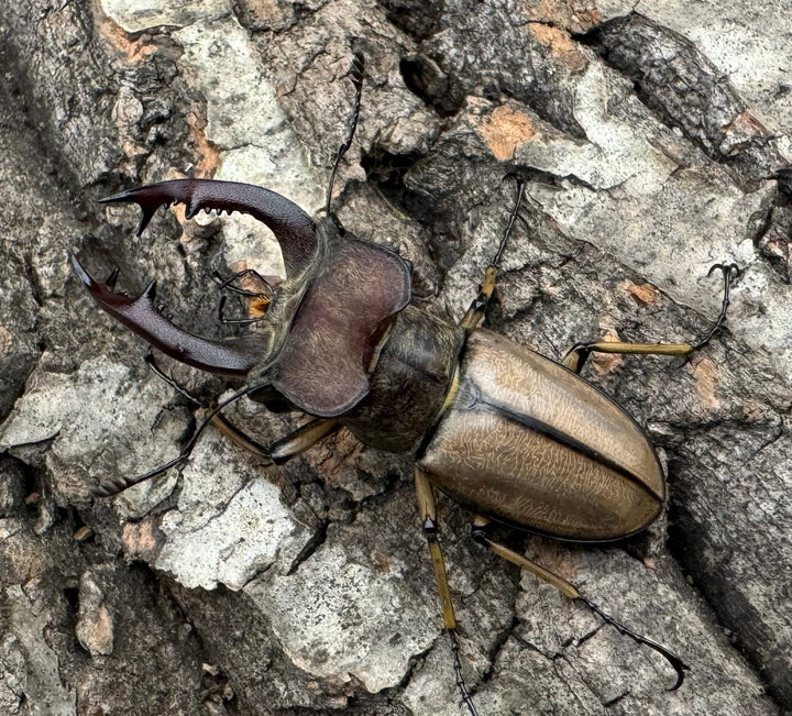 【WD】《デラバイミヤマ 45.5mmペア》