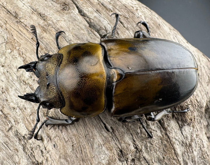 【F0】《ローゼンベルグオウゴンオニクワガタ 52mm ♀単》①