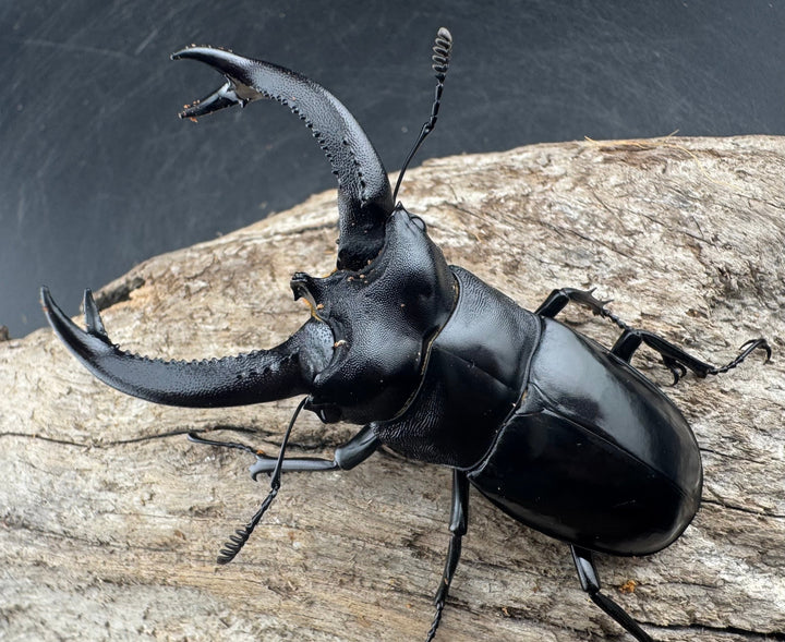 【WD】《ブケットフタマタクワガタ 73mm ペア》