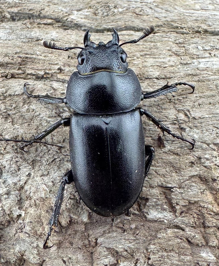 【WD】《オーエンノコギリ亜種melli 31.5mm ペア》