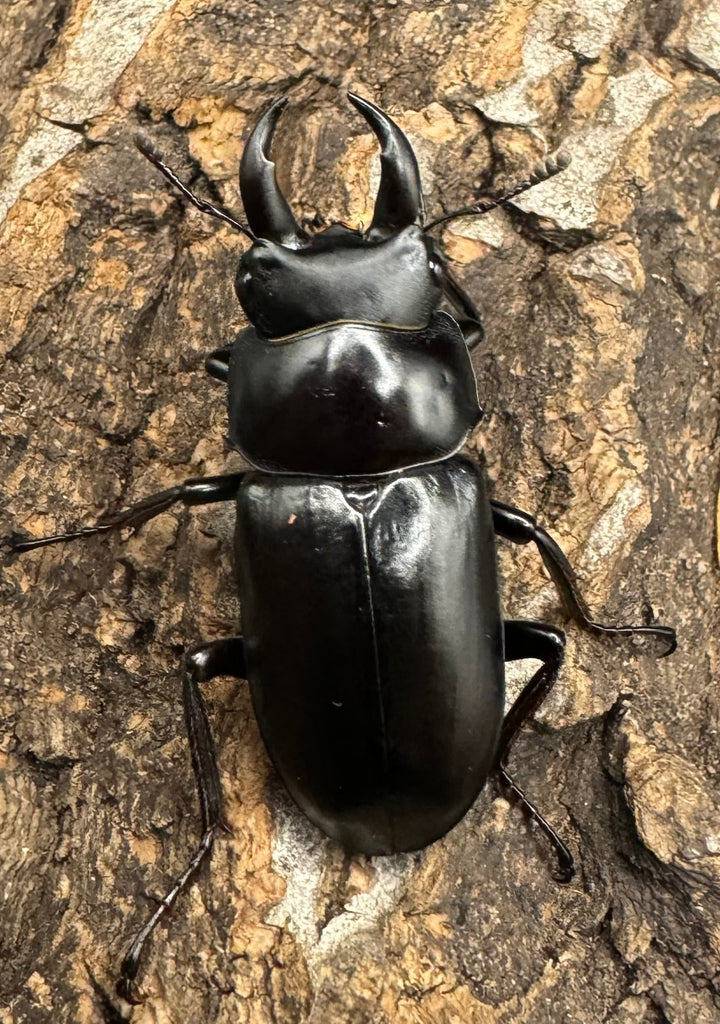 《ドンキエルコクワ亜種ハンプイ（黒ドンキ） 39mm ペア》