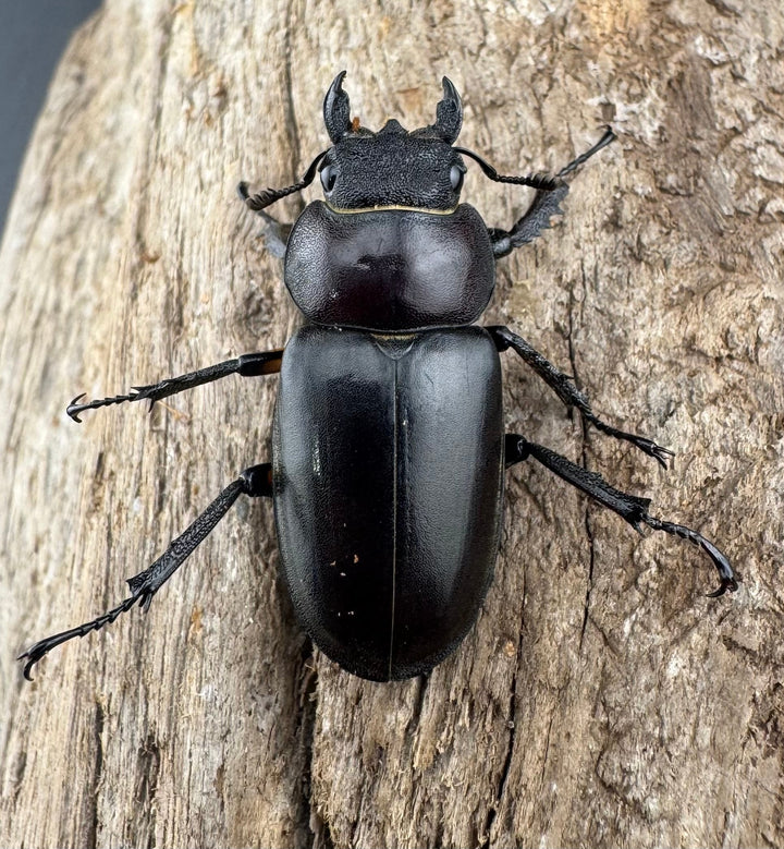 【WD】《ディボウスキーミヤマ原名亜種（チョウセンミヤマ） 遼寧省産 51mm A'品ペア》