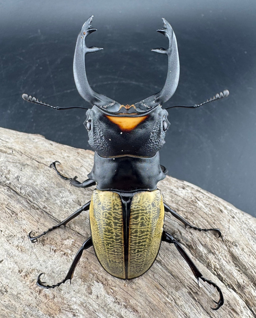 【WD】《スペクタビリスツヤクワガタ 77mm ペア》