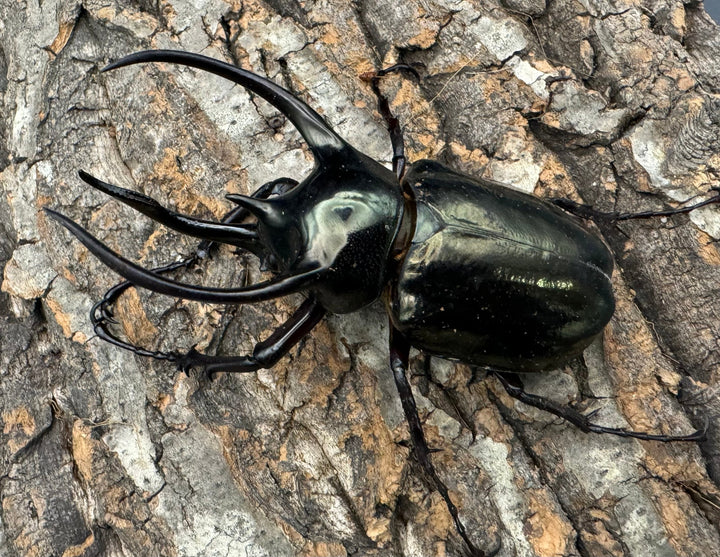 【WD】良型《ミンダナオアトラスオオカブト 94mm ペア》