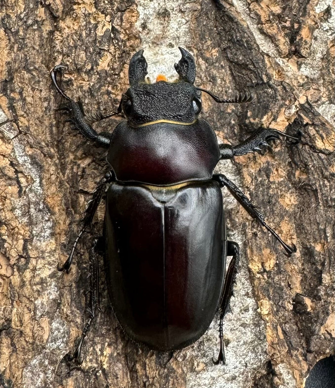 【WD】《フライミヤマクワガタ 61.5mm ペア》