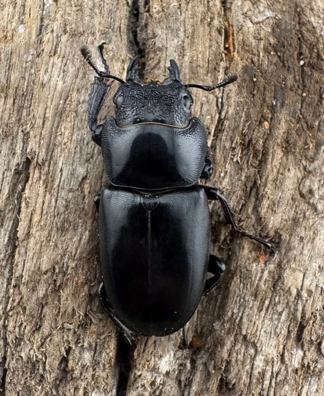 【WD】大型《ゲルツルードノコギリ ブラックタイプ 58mm ペア》