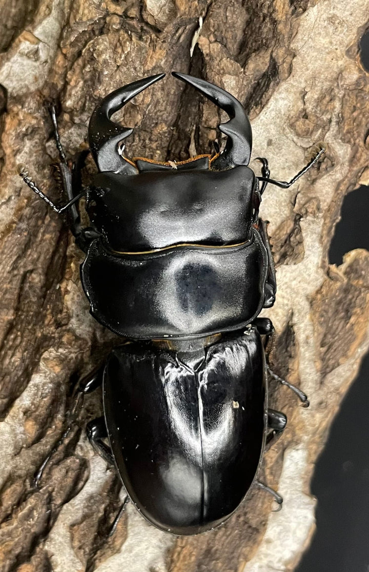 《ミャンマーアンタエウス Free ♂♀♀トリオ》