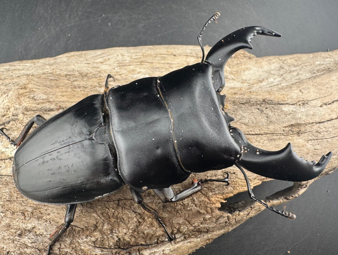 【WD】《スマトラオオヒラタ ベンクール産 96mm ペア》