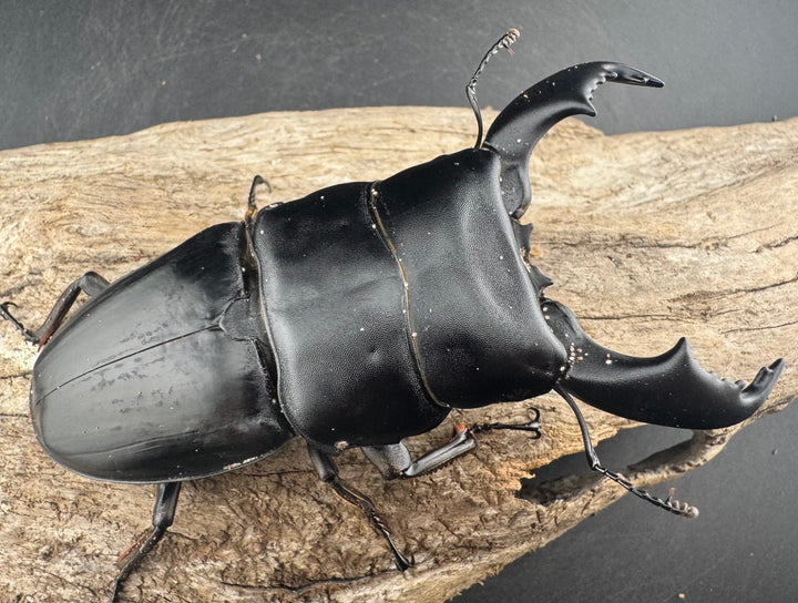 【WD】《スマトラオオヒラタ ベンクール産 96mm ペア》