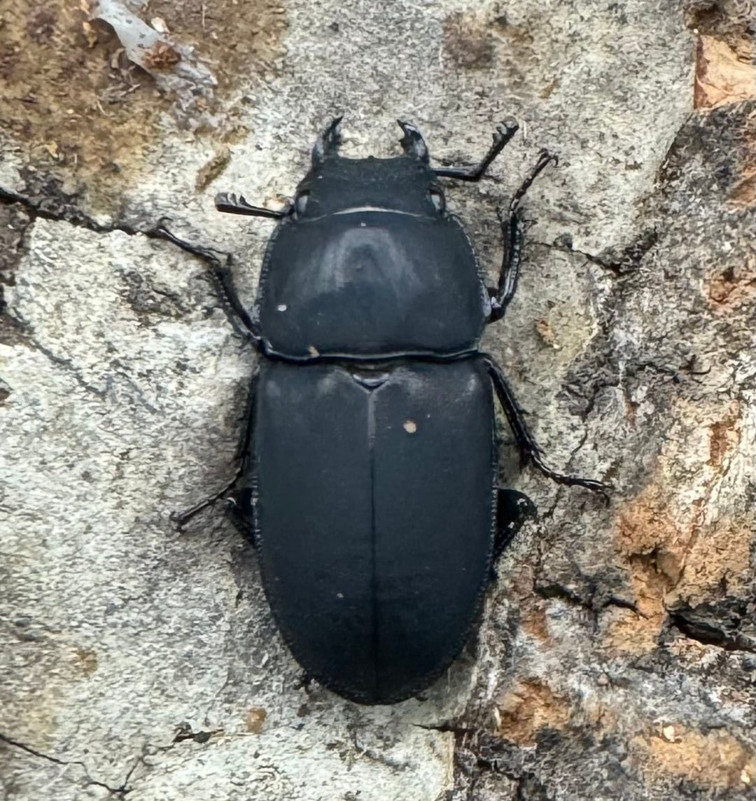 【WF2】《メタドルクス ロトゥンダトゥス ペア+♂1頭おまけ》①