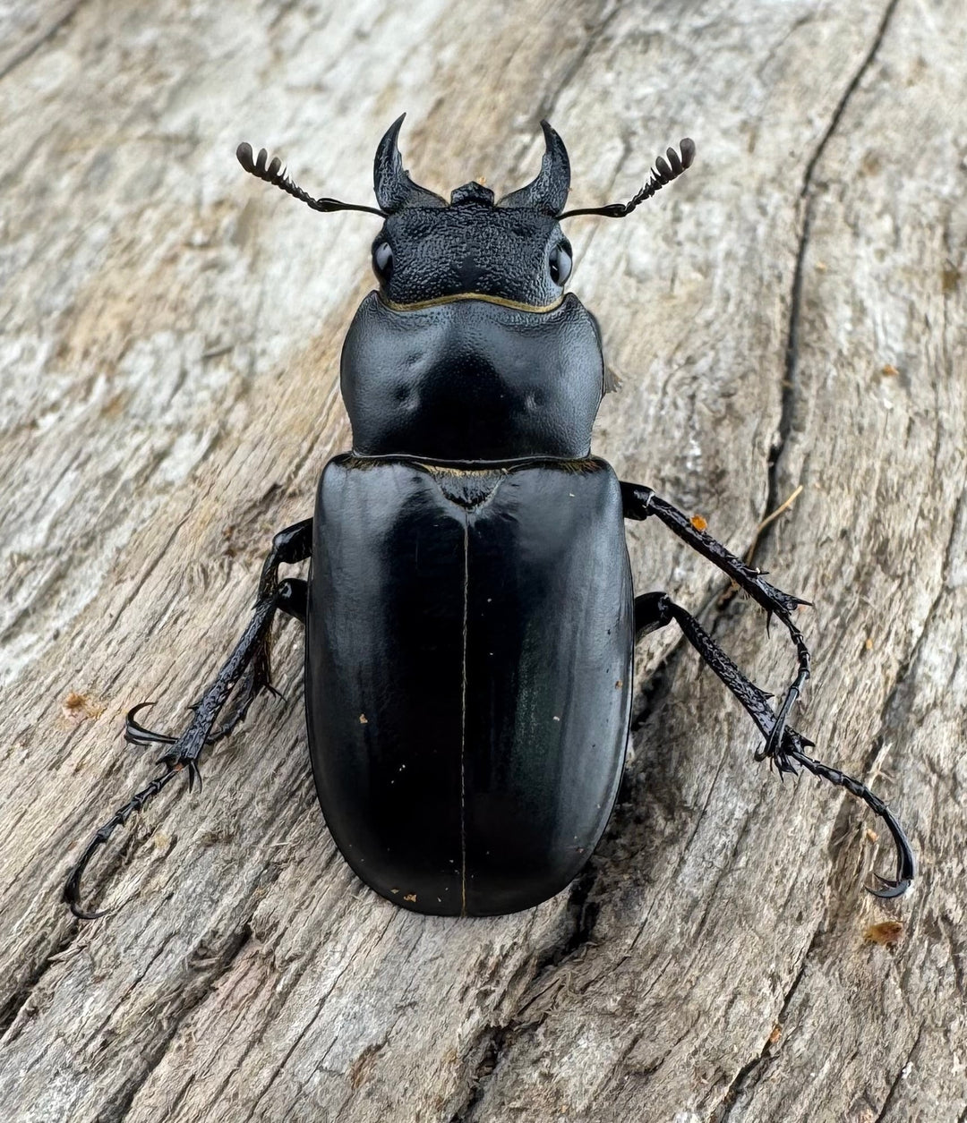 【WD】《ミンイミヤマクワガタ 28mm ペア》