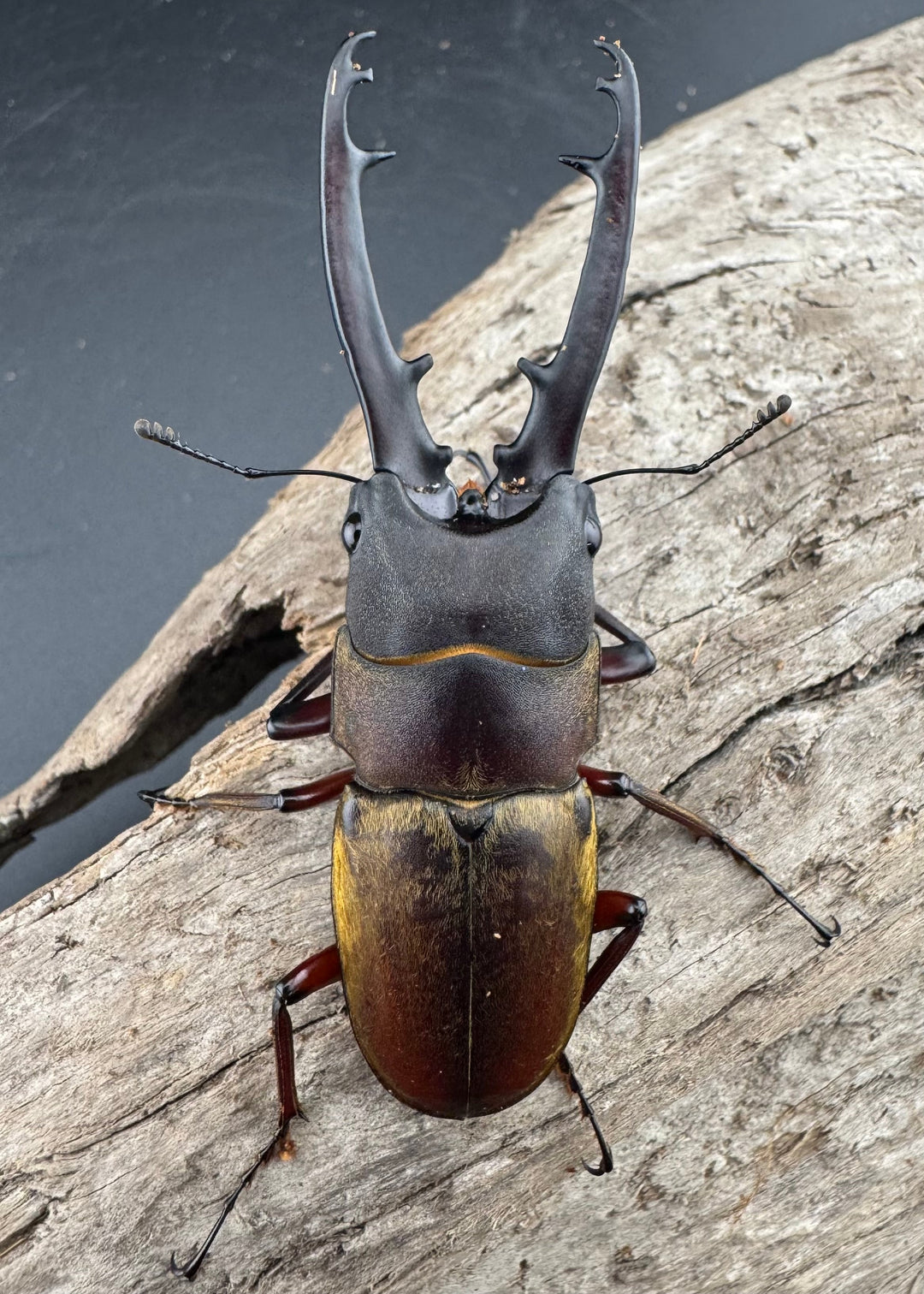 【WD】《ドエスブルグノコギリ亜種mkkiensis 66mm ペア》