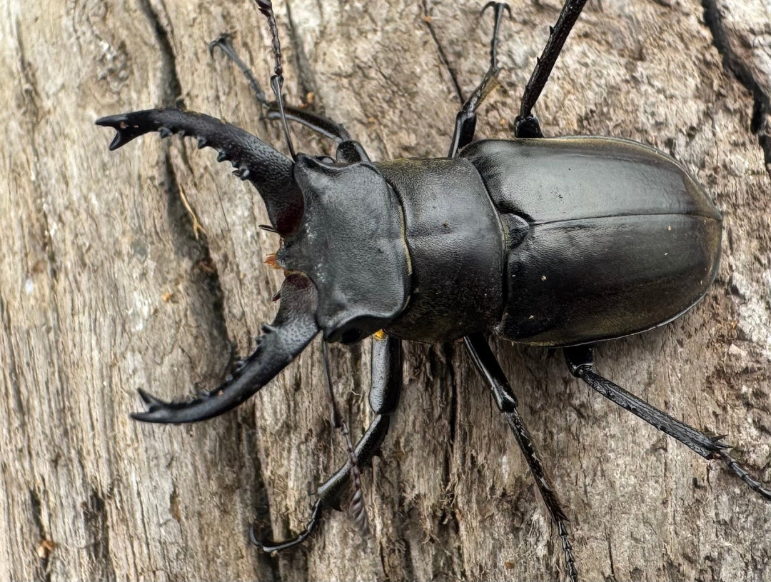 【WD】《ルディビナエミヤマ 34.5mm ペア》