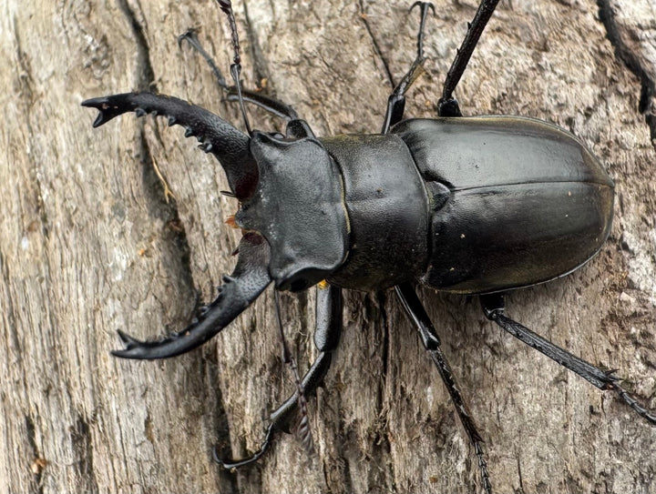 【WD】《ルディビナエミヤマ 34.5mm ペア》